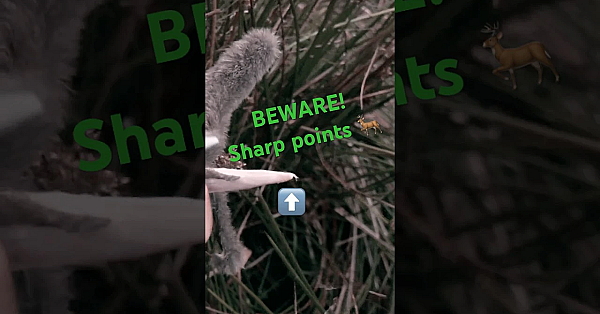 Deer Extraction Tip - They're Sharp! #fieldsportsbritain #hunting #sikadeer #yilos