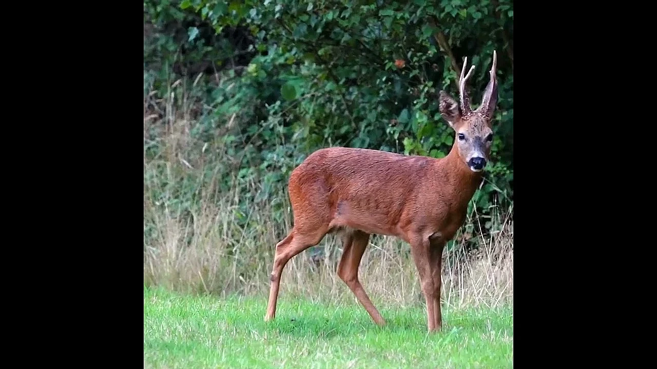 Deer management that puts venison on local tables.