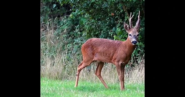 Deer management that puts venison on local tables.