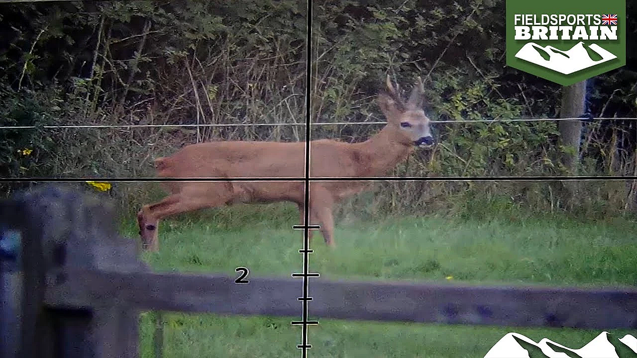 Surrey Roebuck Stalk