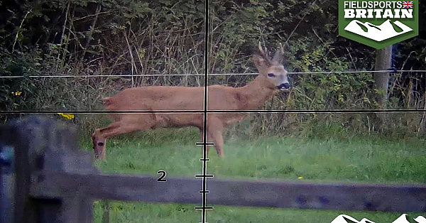 Surrey Roebuck Stalk
