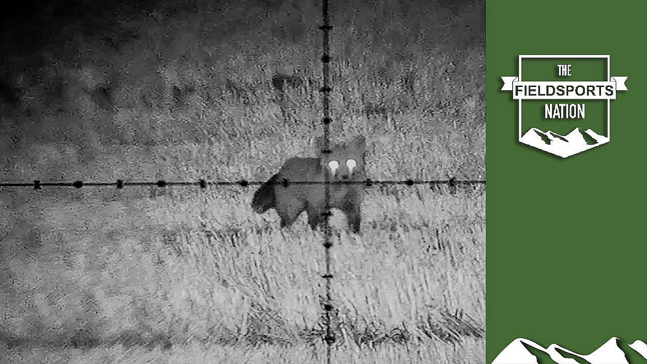 Frantic Foxing With Doug Pocklington