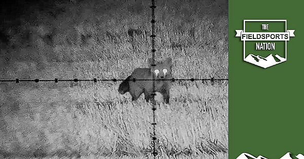 Frantic Foxing With Doug Pocklington