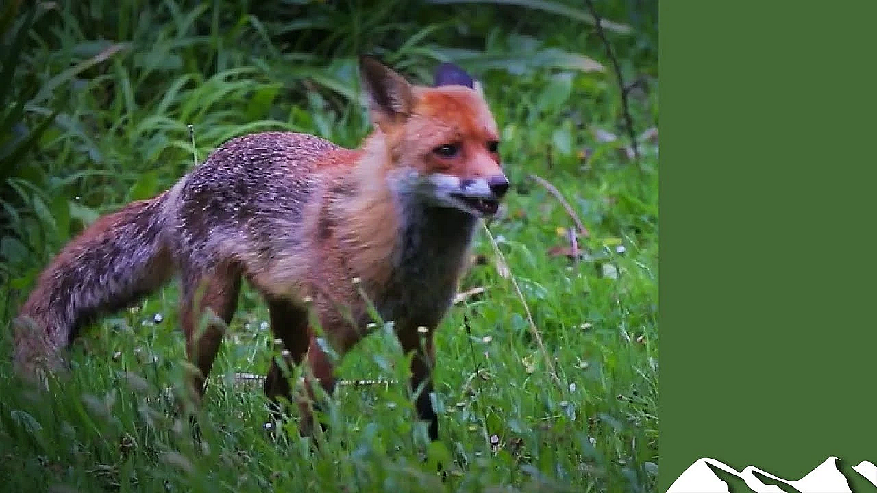 On Test: Pulsar Digex N450 Night Vision Scope On Foxes