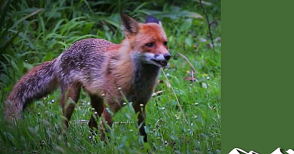 On Test: Pulsar Digex N450 Night Vision Scope On Foxes