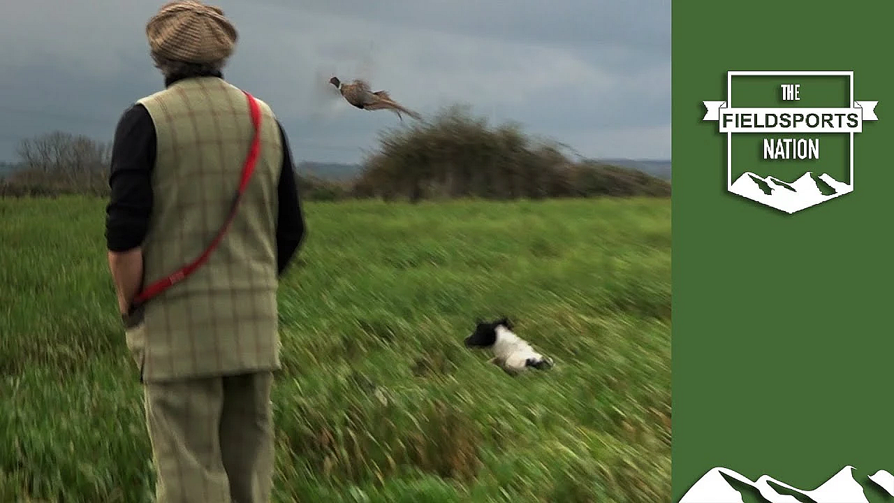 Dog Training: How To Work Open Ground