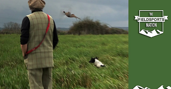 Dog Training: How To Work Open Ground