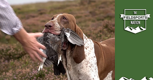 Walked-up Grouse Over German Wirehaired Pointers And A Bracco Italiano