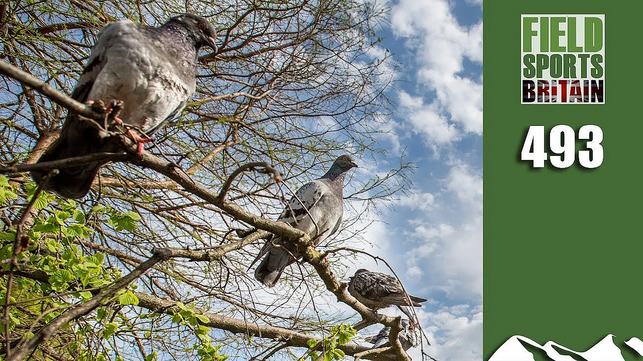 Fieldsports Britain - Crunch Week For Pigeonshooting