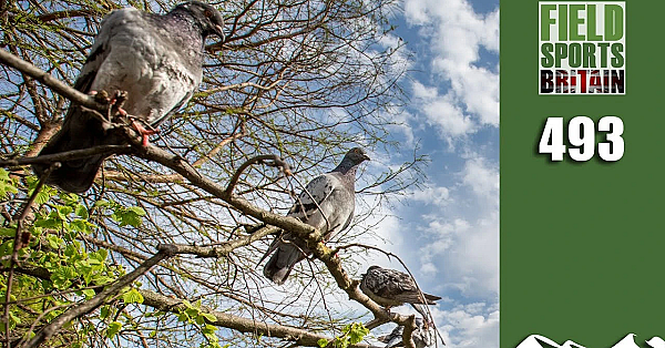 Fieldsports Britain - Crunch Week For Pigeonshooting