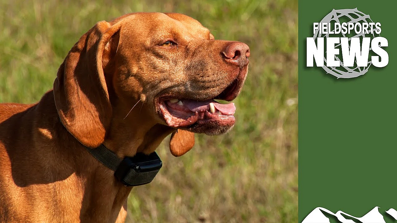 Kennel Club Pushes For Electric Dog Collar Ban