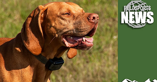 Kennel Club Pushes For Electric Dog Collar Ban