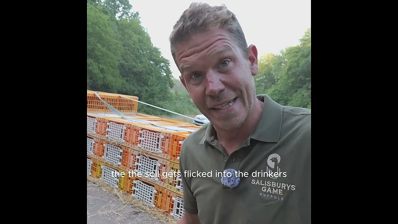 How Do You Release Pheasants Safely in a Heatwave?