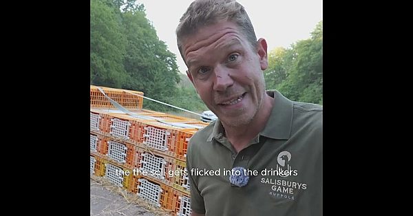 How Do You Release Pheasants Safely in a Heatwave?