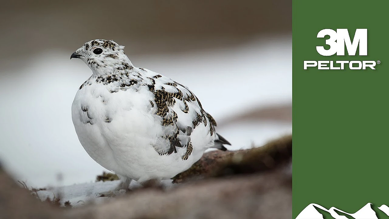 Gorgeous Walked-up Ptarmigan Over Setters In Swedish Lapland