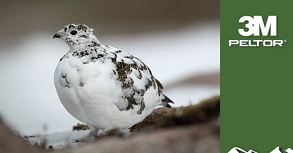 Gorgeous Walked-up Ptarmigan Over Setters In Swedish Lapland