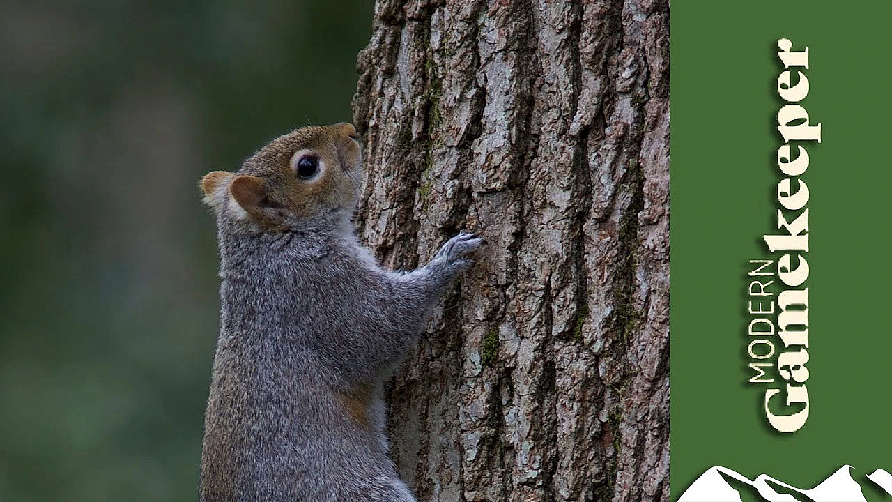 Grey Squirrel Shooting Tactics