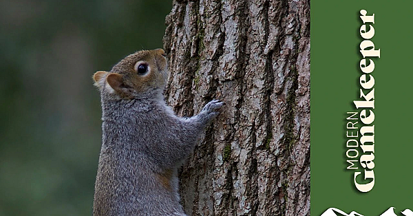 Grey Squirrel Shooting Tactics