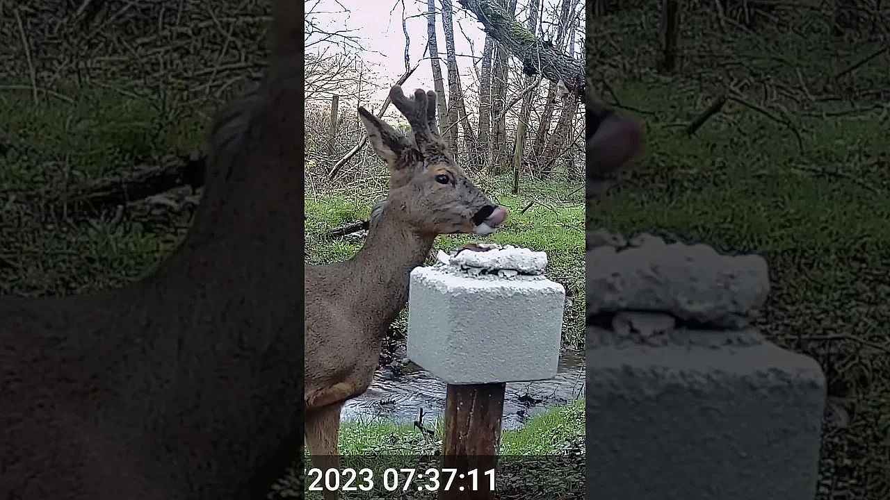 How To Get #roe To Start Visiting You #deerhunting