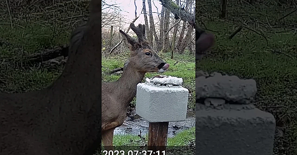 How To Get #roe To Start Visiting You #deerhunting