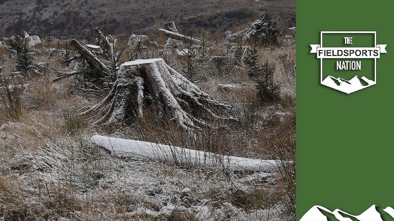 Will Tree Mania Kill Scottish Deer Stalking?