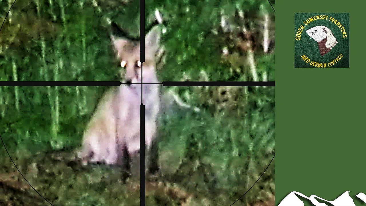 A Fox And Her Cubs - Shoot Or Don't Shoot?