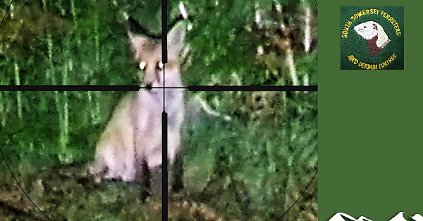 A Fox And Her Cubs - Shoot Or Don't Shoot?