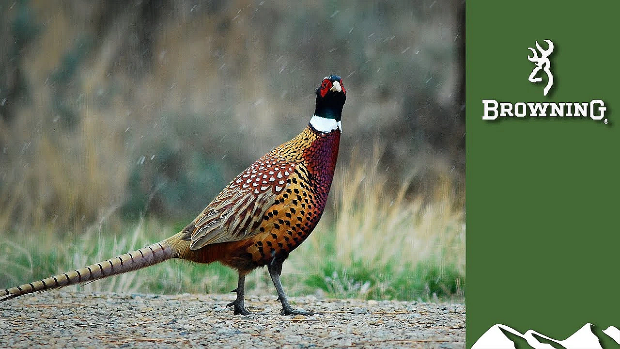 Lockdown Walked-up Pheasant Shooting
