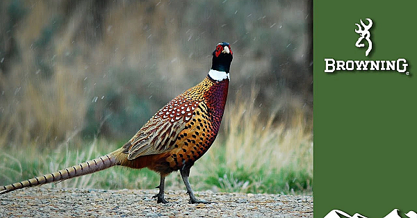 Lockdown Walked-up Pheasant Shooting