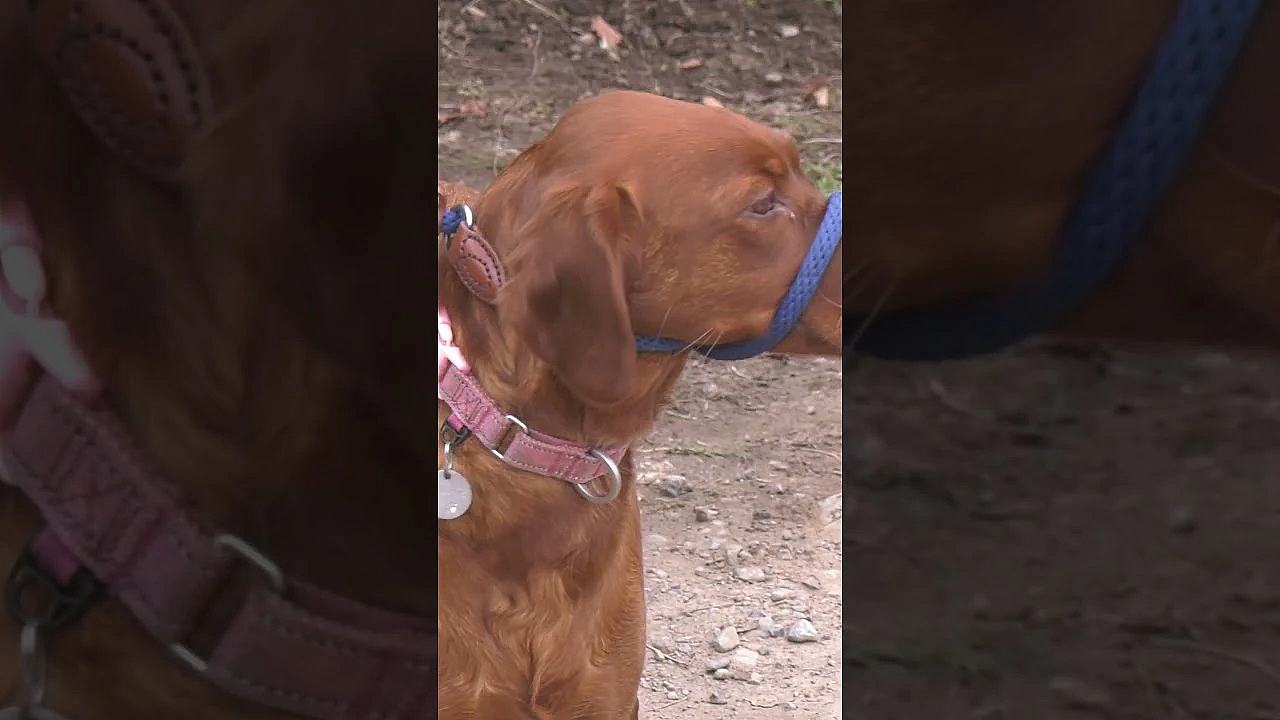 Gareth Wyn Jones Joins A Pheasant Day On A Small Family Farm Shoot  #hunting #fieldsports