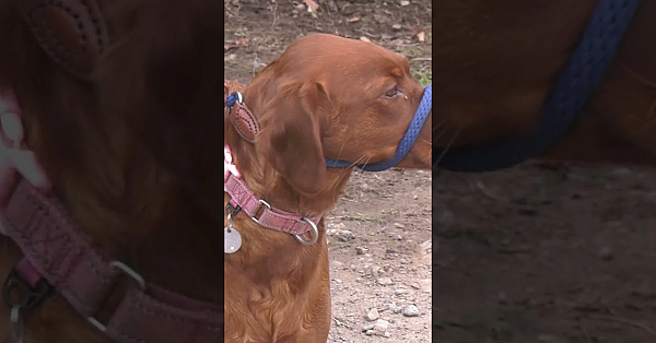 Gareth Wyn Jones Joins A Pheasant Day On A Small Family Farm Shoot  #hunting #fieldsports