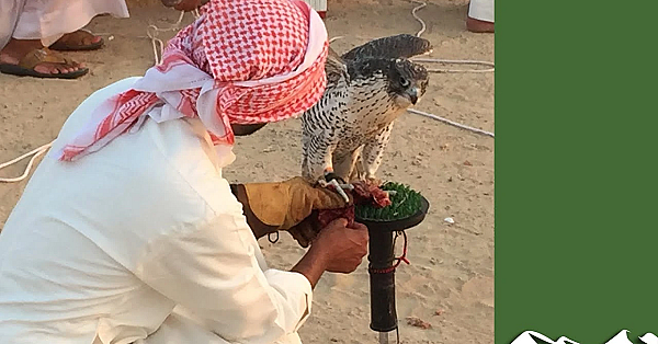 The Falcon Thief - Rip-roaring But Overblown