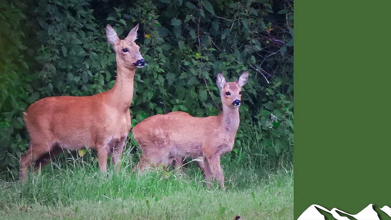 Calling In Deer With Dog Toys