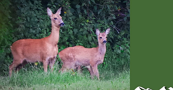 Calling In Deer With Dog Toys