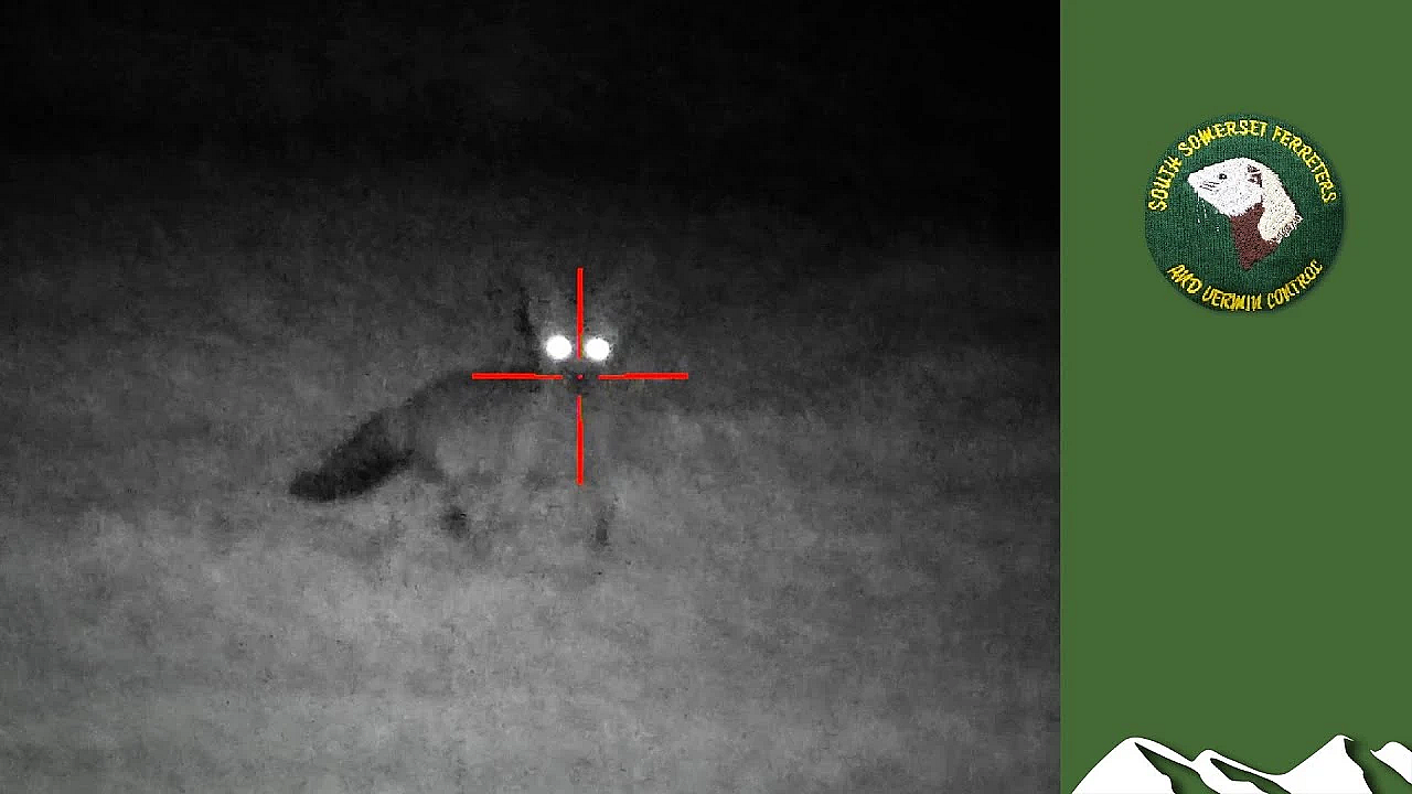 When Do You Shoot A Fox With A .22?