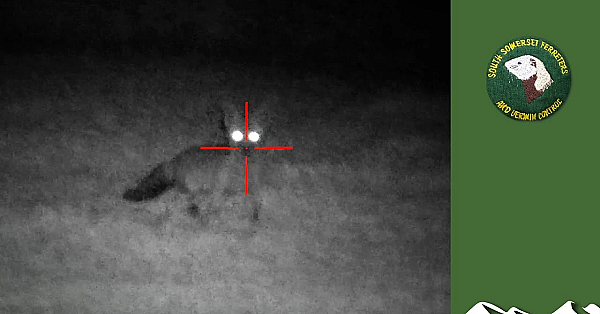 When Do You Shoot A Fox With A .22?