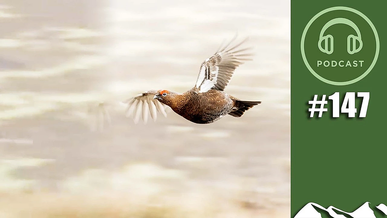 2026 grouse prospects – FieldsportsChannel Podcast, episode 147