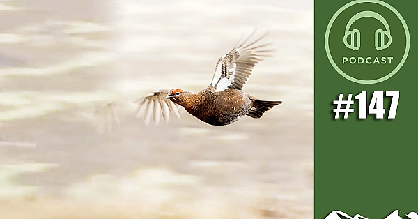2026 grouse prospects – FieldsportsChannel Podcast, episode 147