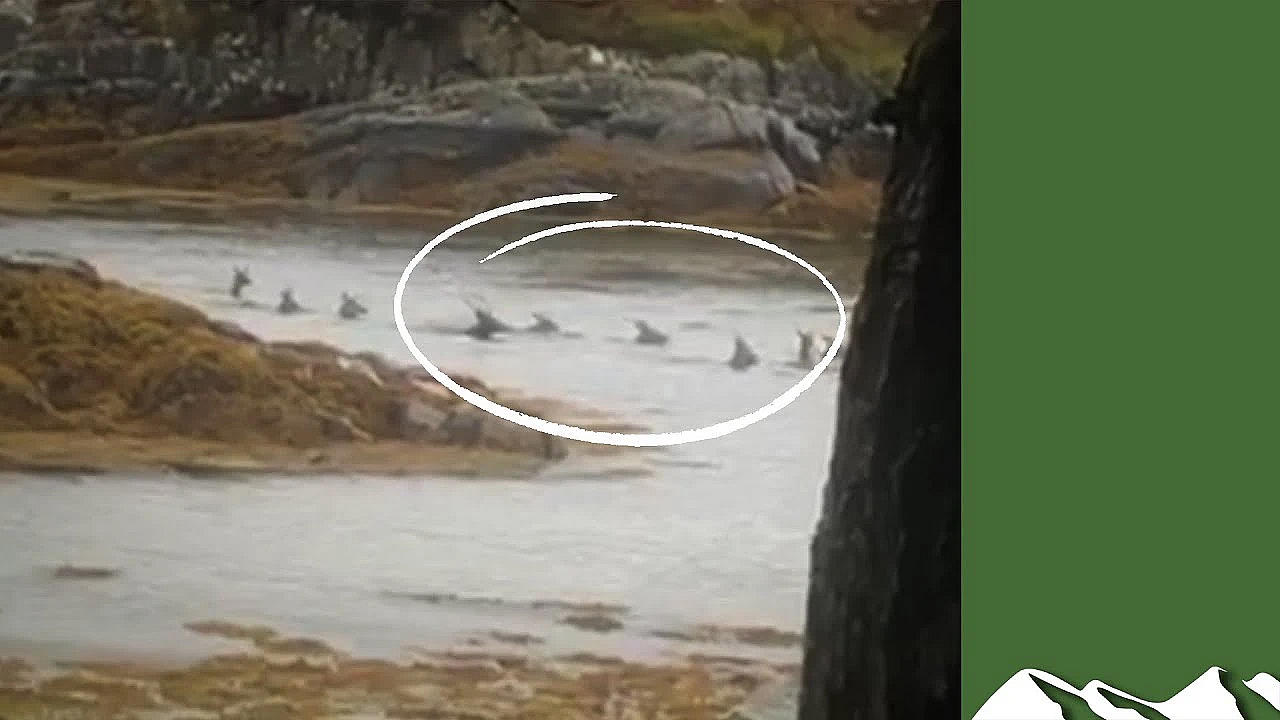 Stag Shot In Water - Social Media Storm