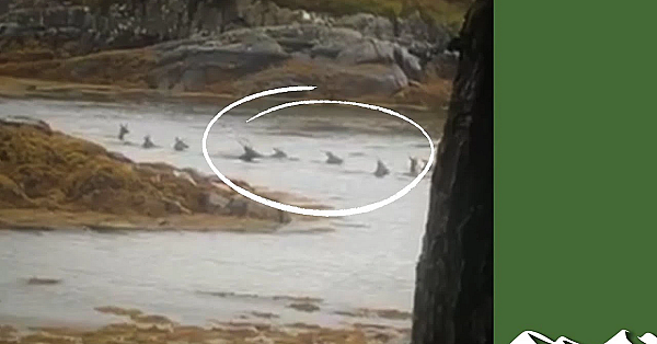 Stag Shot In Water - Social Media Storm