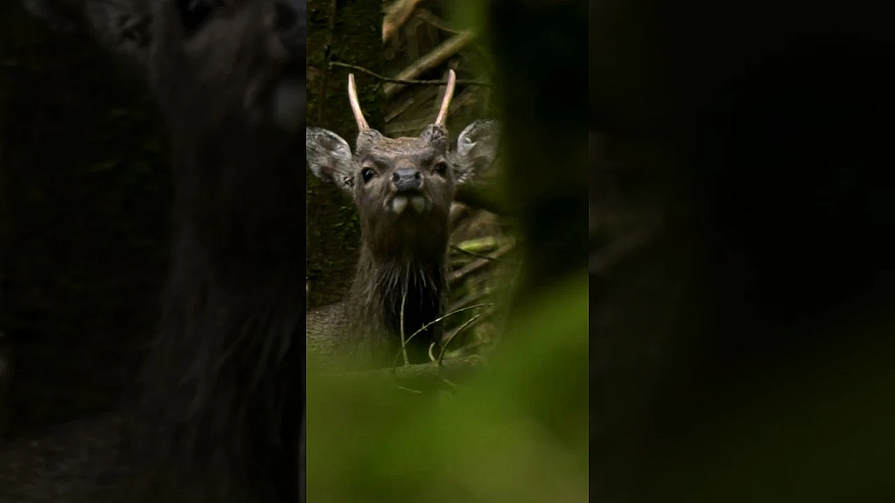 Stormy Sika Stalk In This Week’s #fieldsportsbritain