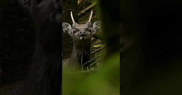 Stormy Sika Stalk In This Week’s #fieldsportsbritain