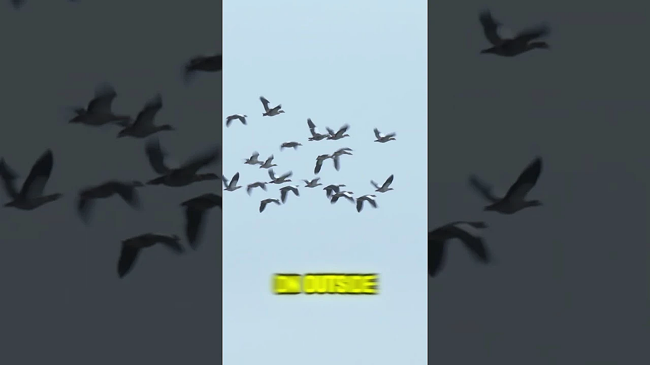 Woof, Woof #wildfowling