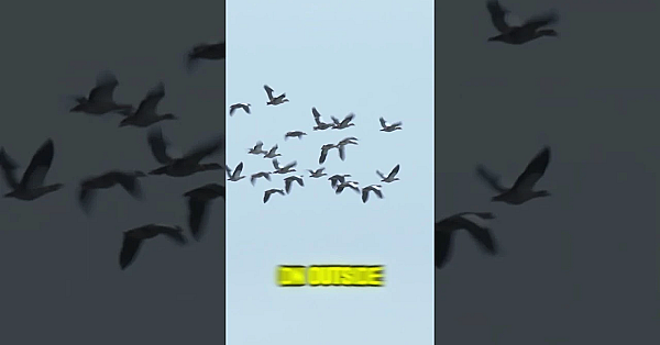 Woof, Woof #wildfowling