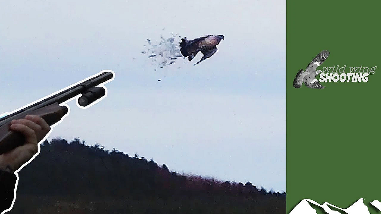 Pigeon Decoying Over Oilseed Rape