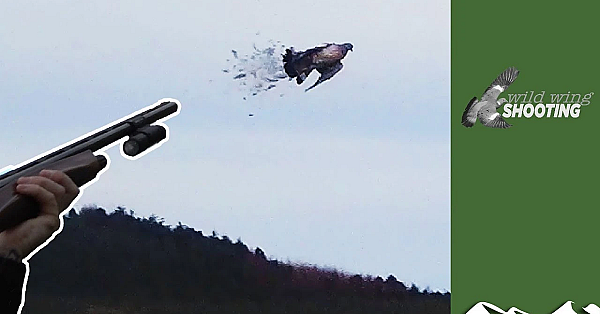 Pigeon Decoying Over Oilseed Rape