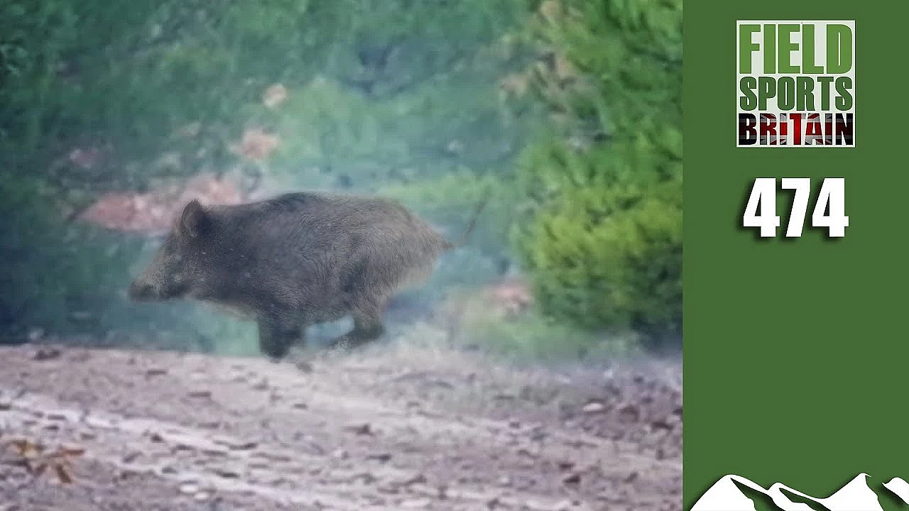 Fieldsports Britain - It's A Big Big Pig