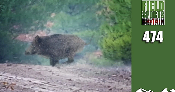 Fieldsports Britain - It's A Big Big Pig