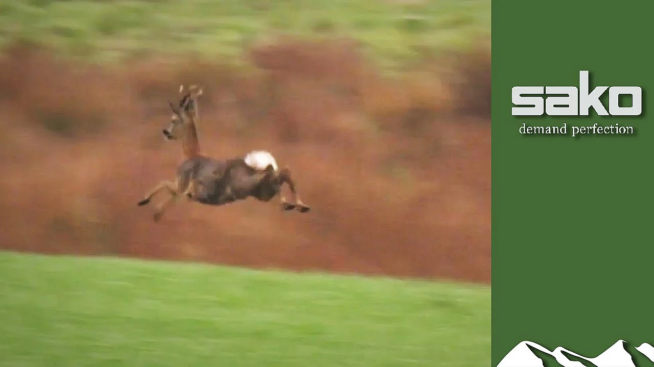 Scottish Aimpoint Buck Hunt