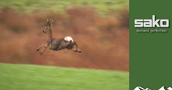 Scottish Aimpoint Buck Hunt